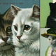 Illustration for article titled Suffragette Cats Are the Original Cat Ladies